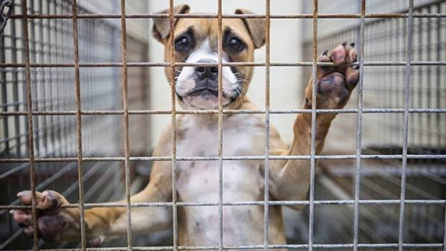  Betiltják a kutya- és macskahús fogyasztását a dél-kínai Sencsenben