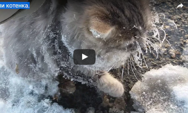 A cica a fagyos utcán állt, és nem mozdult. Segítőkész emberek rájöttek, mi a gond... (+ videó)