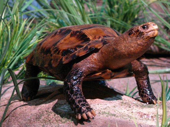 Egy ritka teknős faj 850 km-re az élőhelyétől