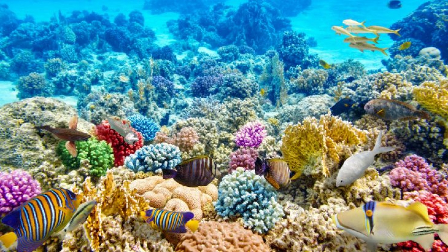 Talán még megmenthetők a korallzátonnyok!