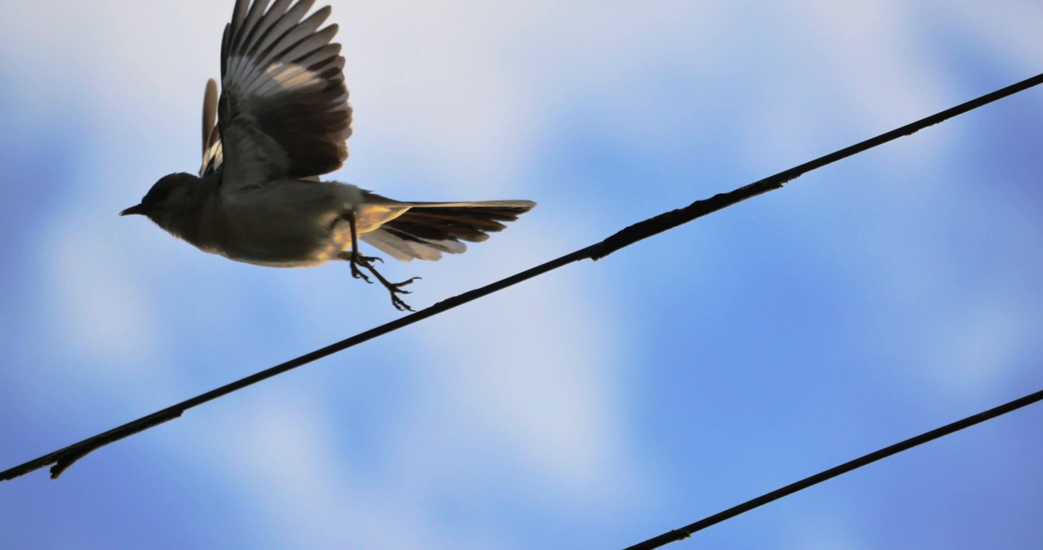 Közel 800 madár pusztult el egy év alatt áramütéstől