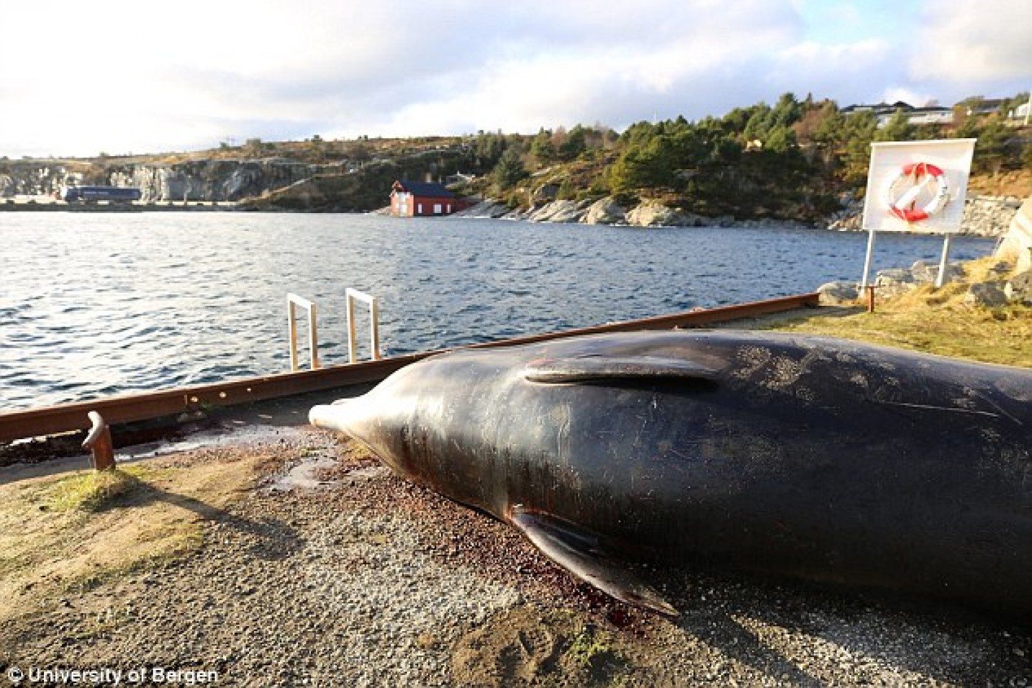  Negyven kilogramm műanyag zacskót találtak egy bálna gyomrában