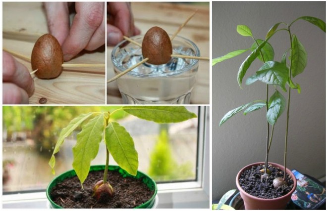 Csíráztass otthon avokádót! Nézd meg a videón, hogyan fejlődik a növény!