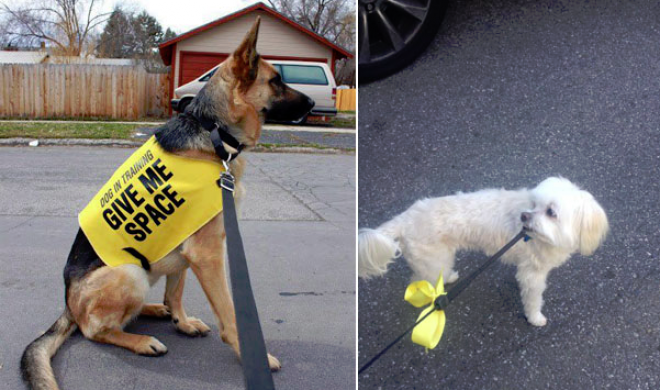 A sárga szalaggal megjelölt kutyát látsz, legyél óvatos!